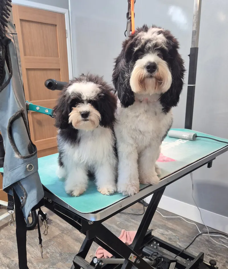 Two fluffy black and white dogs on the grooming table