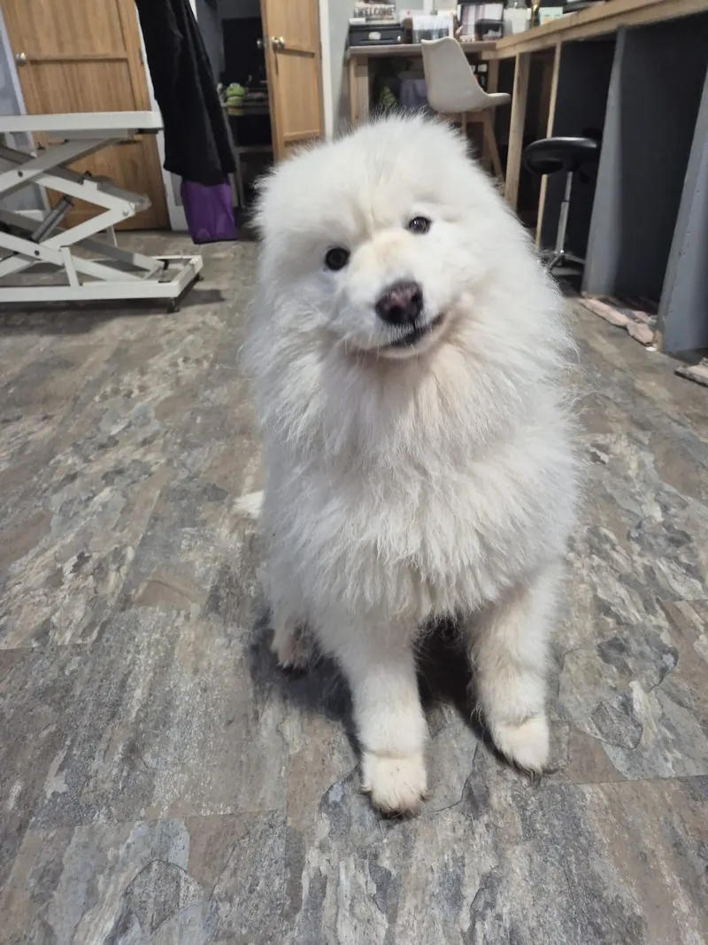 A fluffy white dog after a bath