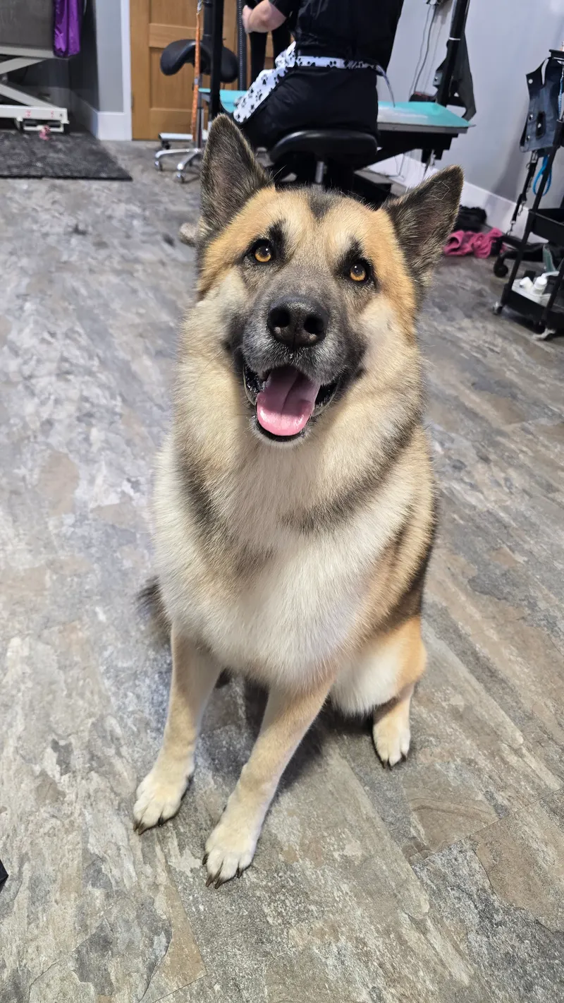 A happy dog sitting on the salon floor