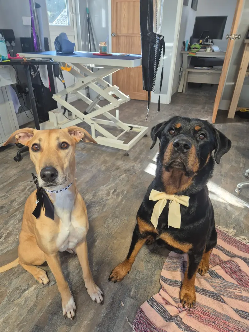 Two dogs wearing bows after their groom
