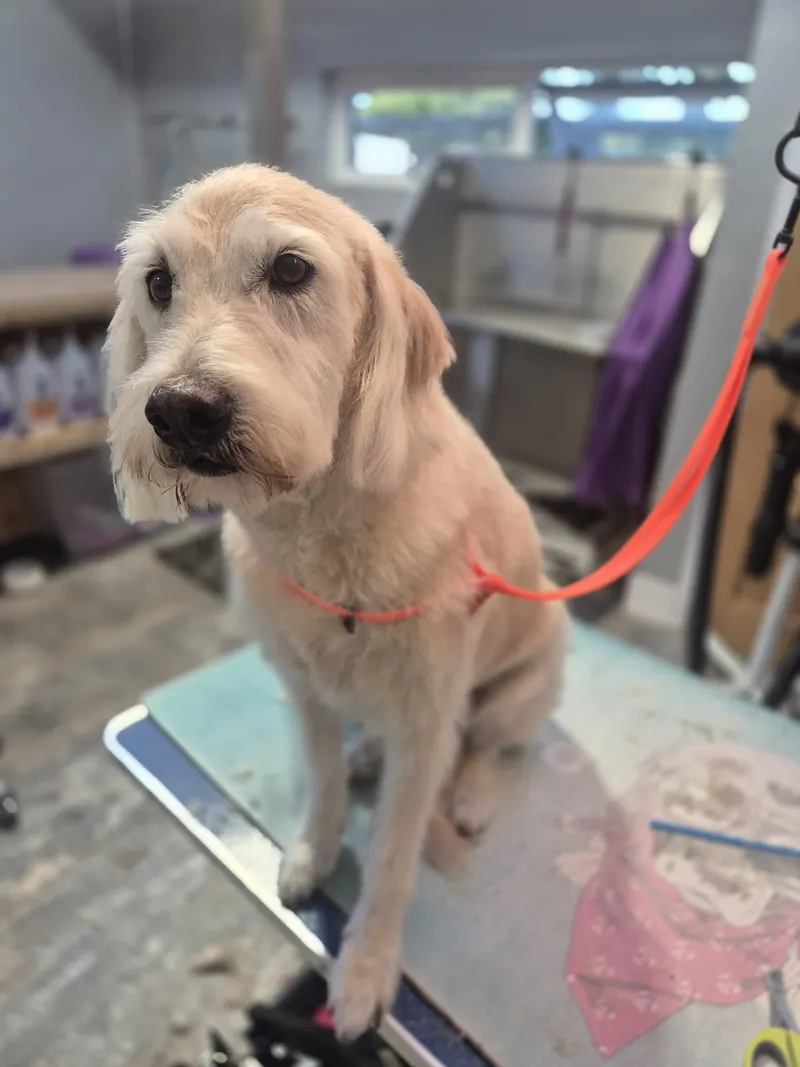 A cream coloured dog after a trim