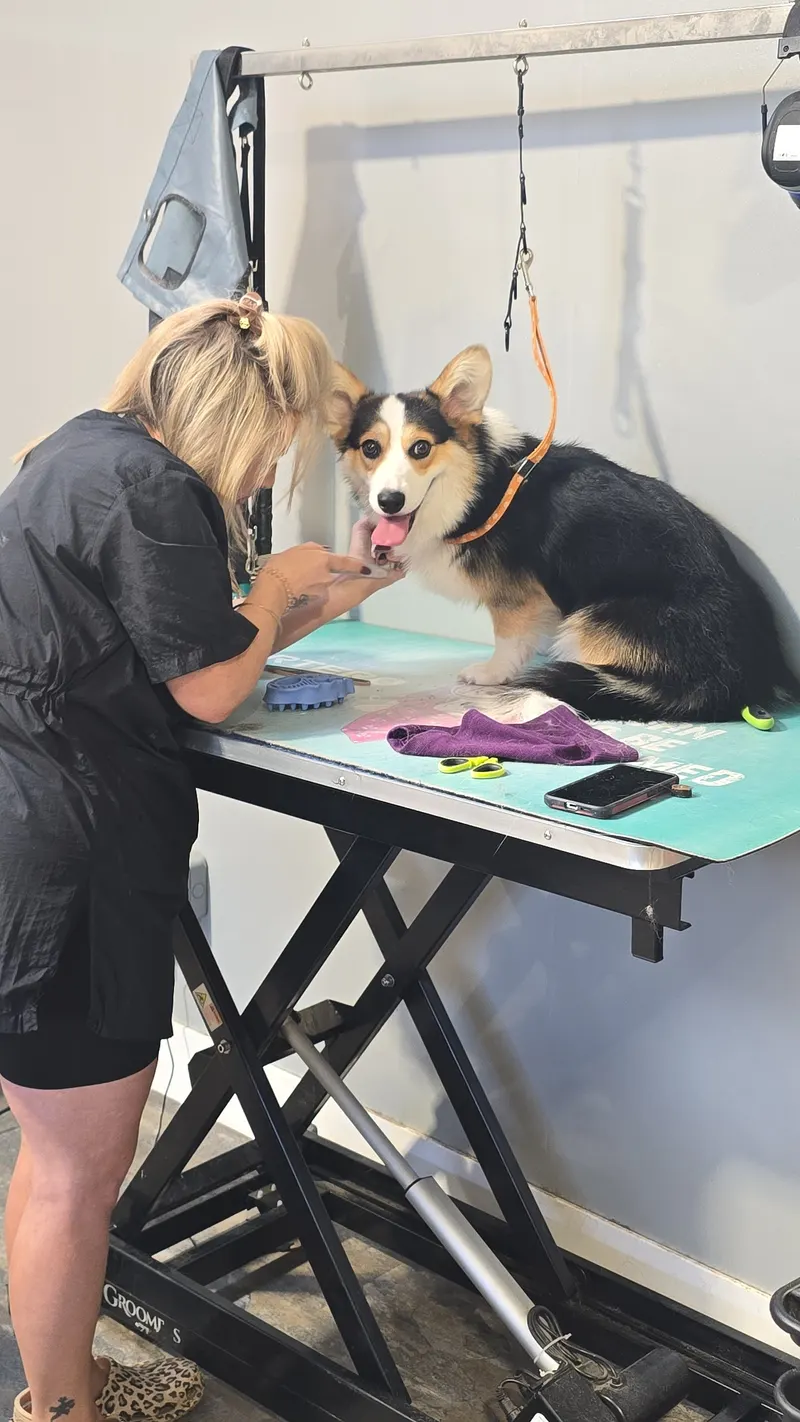 Louise at work with a dog on the grooming table