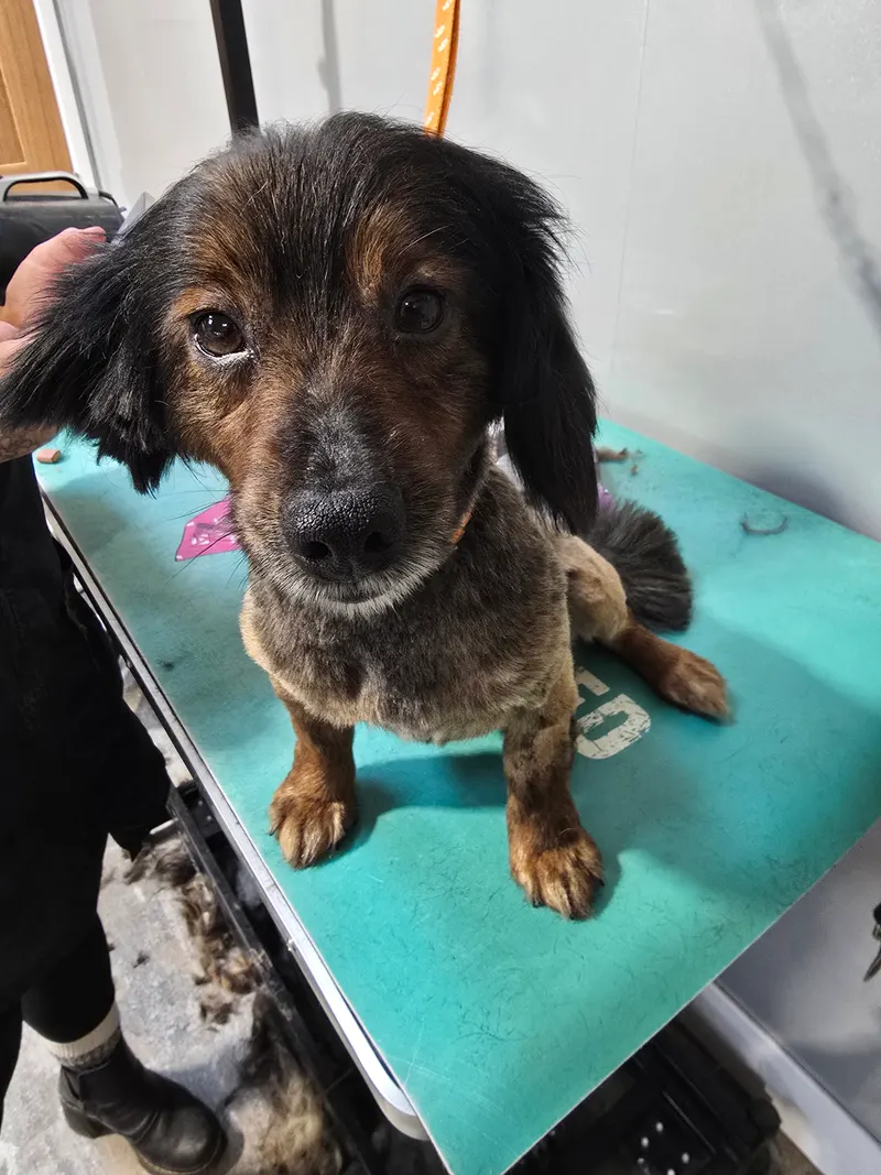 A dog on the grooming table after a tidy up