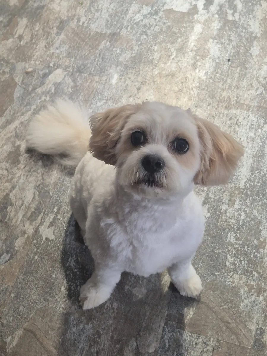 A small dog after a groom
